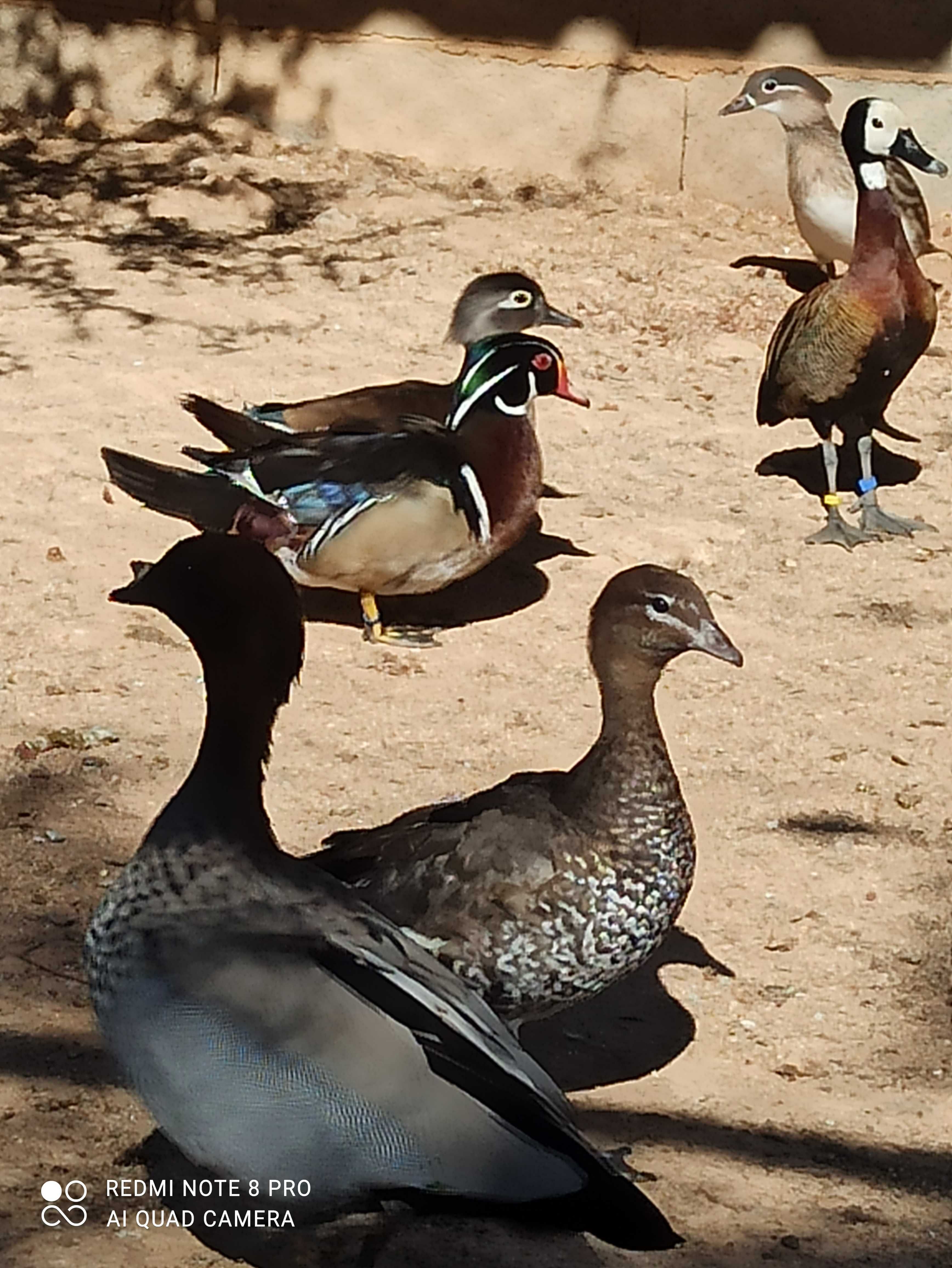 Cereopsis , patos e pavões