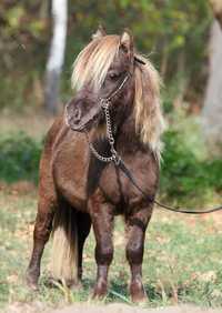 Продам американського мініатюрного коня 70см