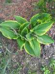 Funkia,hosta sadzonki