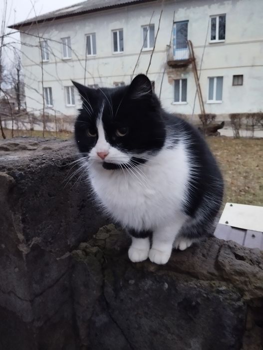 Ищем дом для молодой ласковой кошечки!