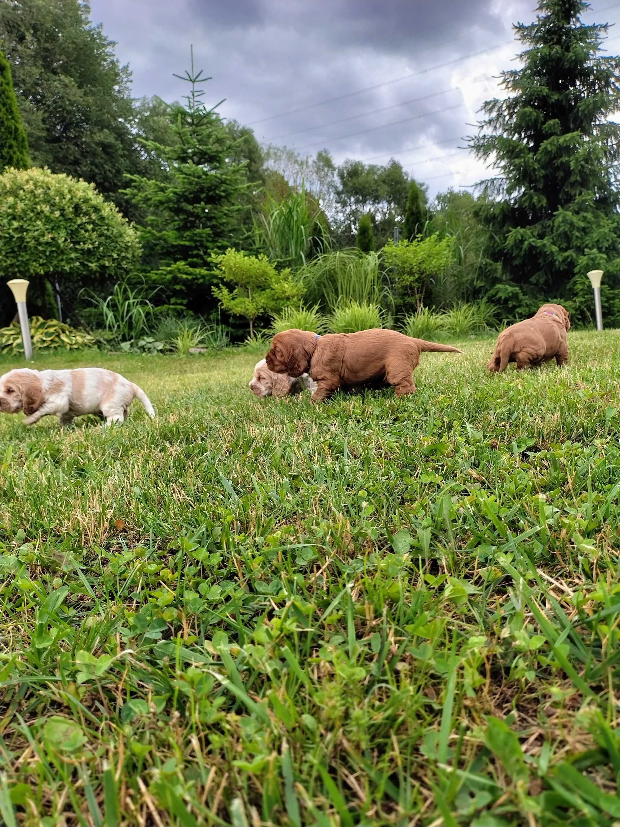 Cocker Spaniel Angielski Roan Orange piesek