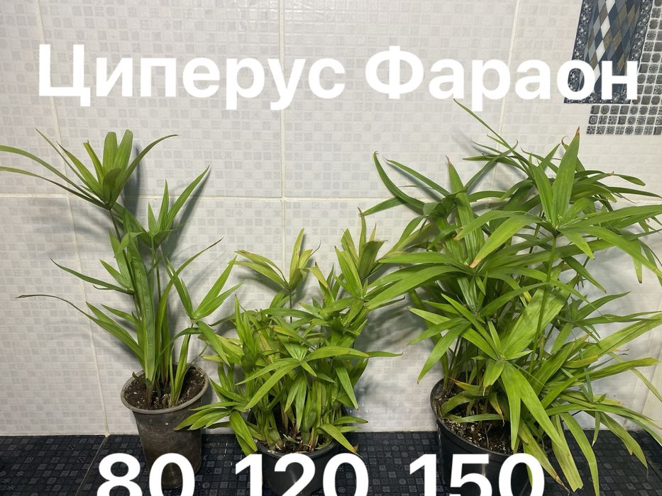 Жасмін Месні, циперус , сансевієрії та ін.