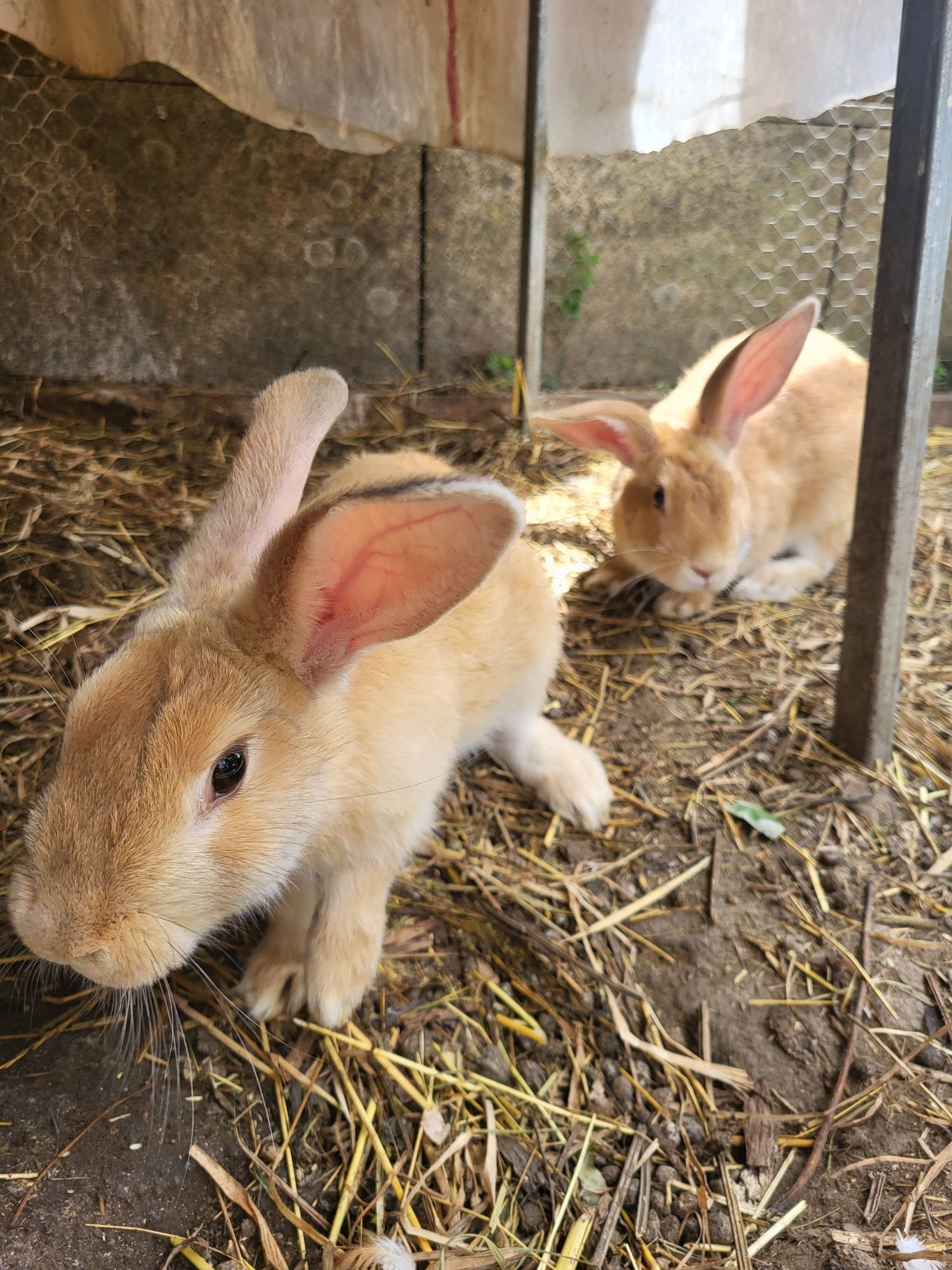 Coelhos para venda