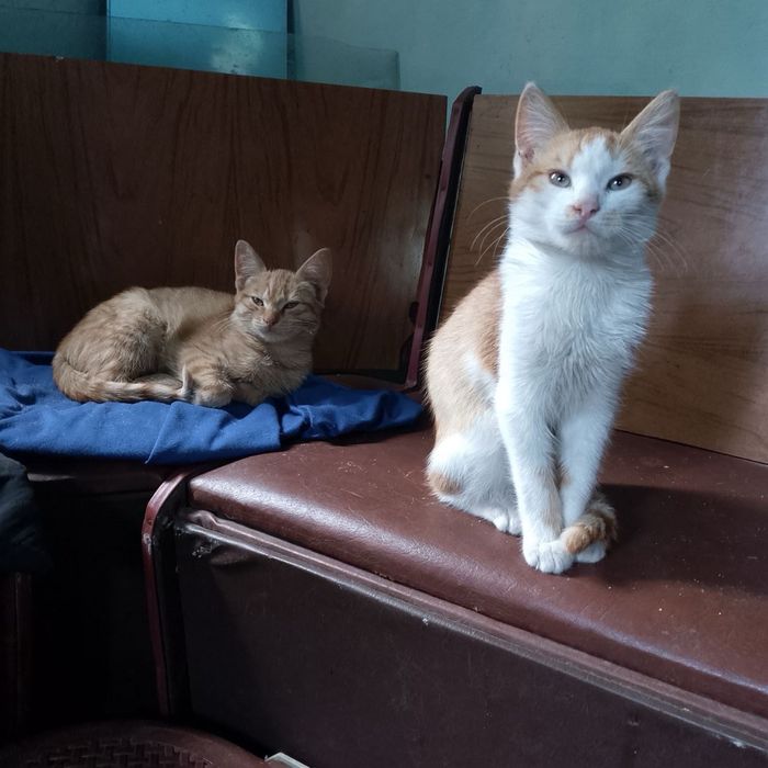 Котята 4 месяца