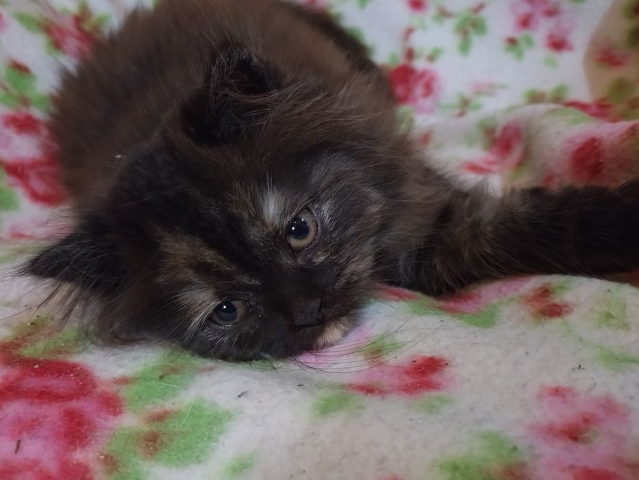 REZERWACJA Sharley cudna kociczka