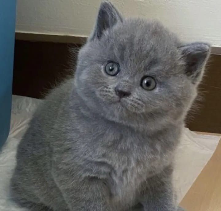 Kocurek niebieski brytyjski