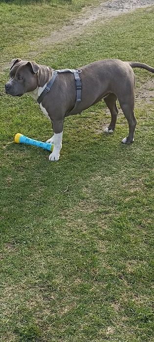 American StraffordShire Terier Amstaff