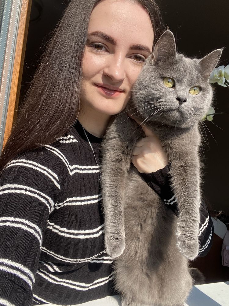 Британець короткошерстий