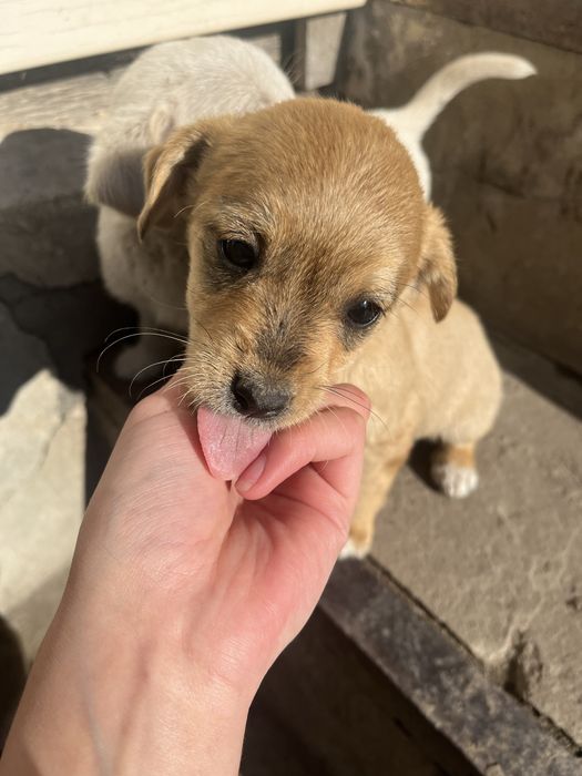 Цуценята , хлопчик і дівчинка , віддам в хороші руки!!