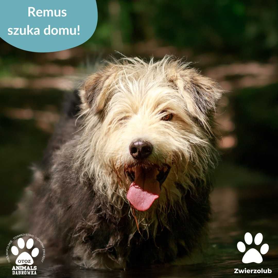 Remus szuka kochającego domu!