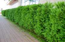 Tuja BRABANT 120-130 cm  THUJA Duza Sadzonka  żywopłot SZYBKI PRZYROST