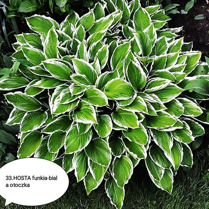 Kwiaty wieloletnie ogrodowe