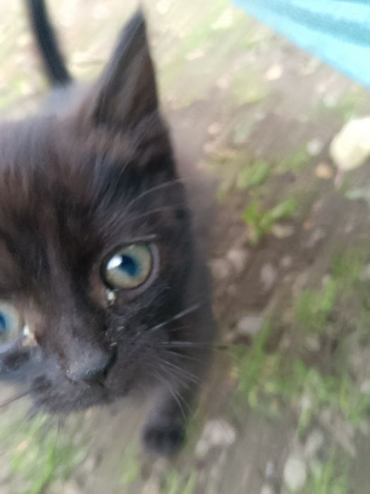 ВІДАМ КОШЕНЯТ в добрі руки