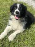 Piesek border collie czarno biały