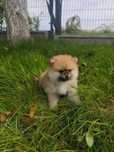 Szpic miniaturowy pomeranian