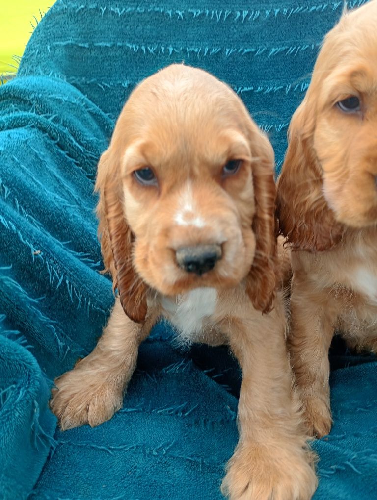 Cocker spaniel angielski