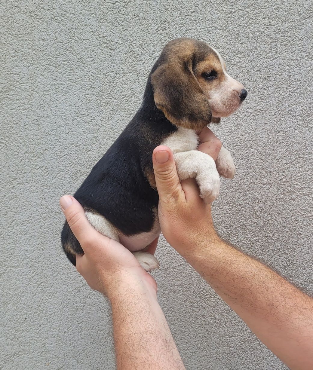 Beagle tricolor 2 meses