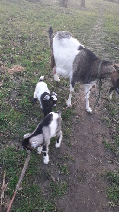 Продам трьох цапків і козичку