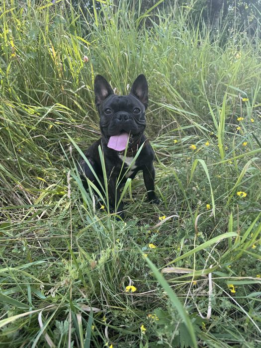 Первая вязка французкого бульдога