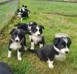 Border collie samczyk 7 tygodniowy z rodowodem