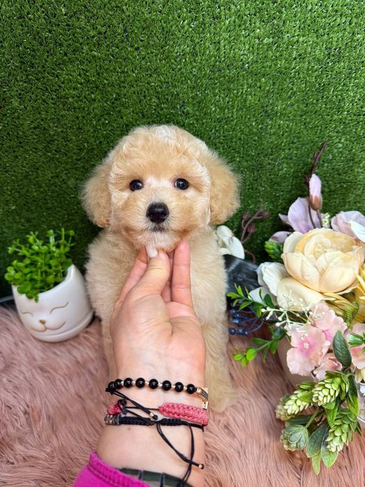 Мальтіпу малюки ф1/ф2