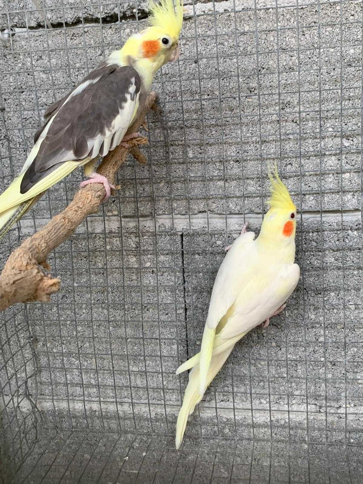 casal caturras para venda