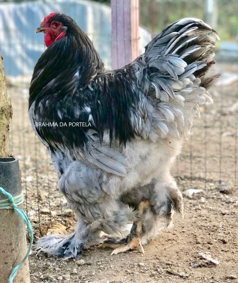 Brahma Azul ( Ovos )