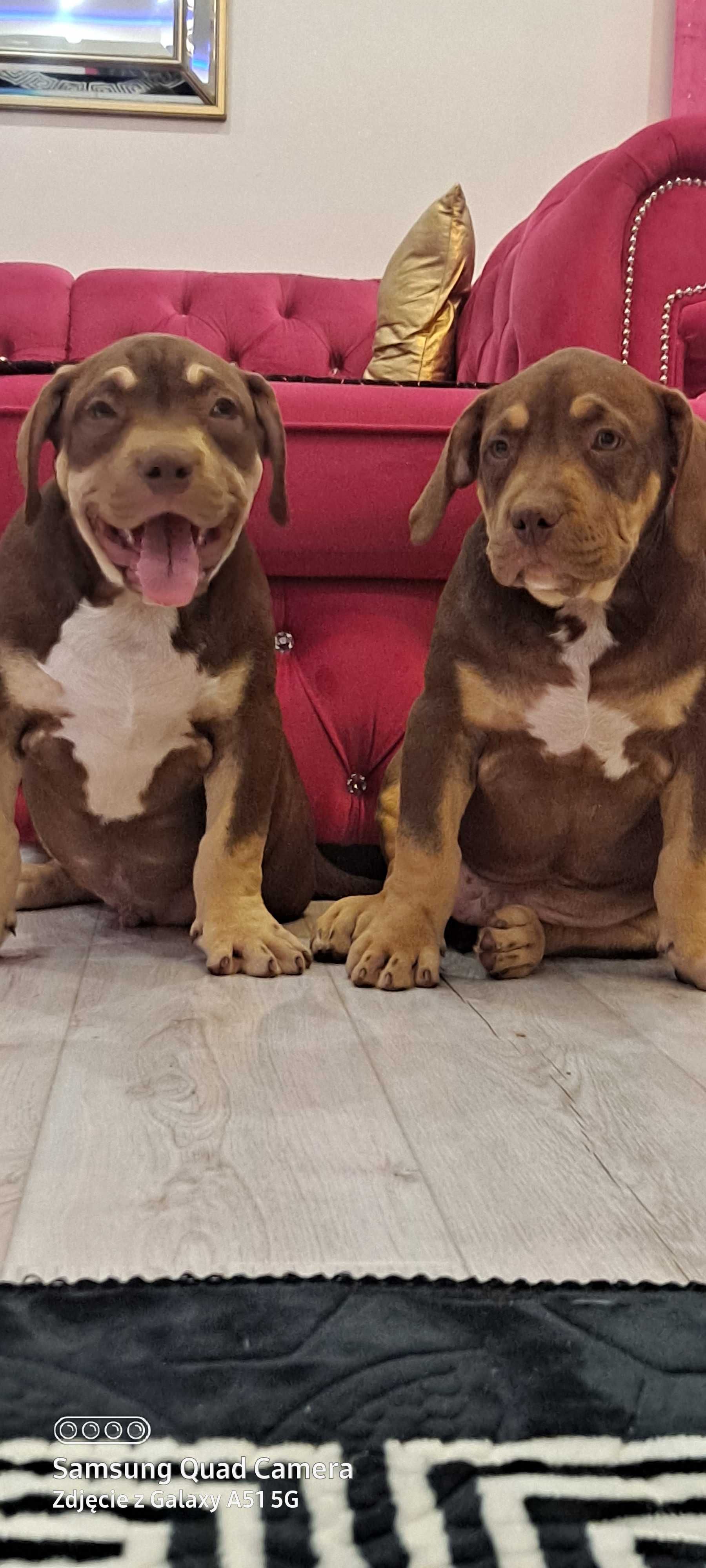 american bully xl piesek nr 2 baron abkc