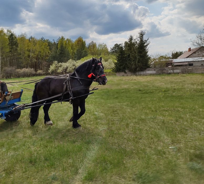 Koń zimnokrwisty Ogier Igor z licencją 80pkt