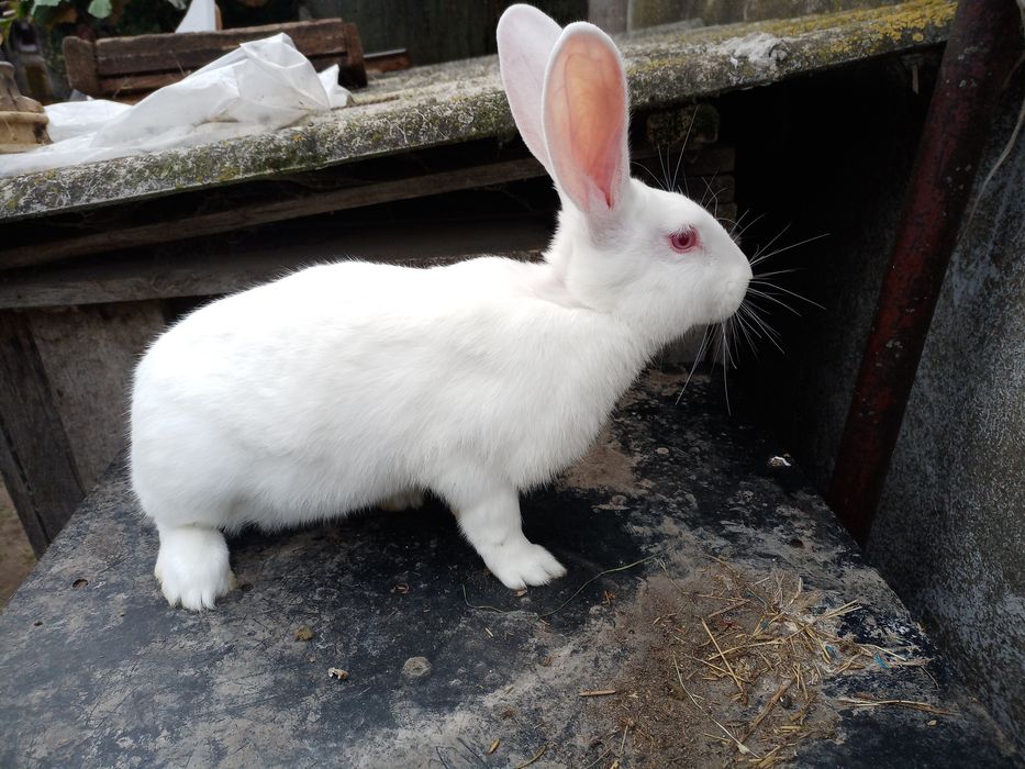 Sprzedam termondzkie białe