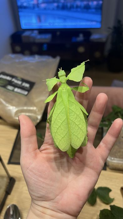 Liśćce cryptophyllium limogesi L3-L5