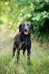 Blania - 8 miesięczna, nieśmiała suczka do adopcji!
