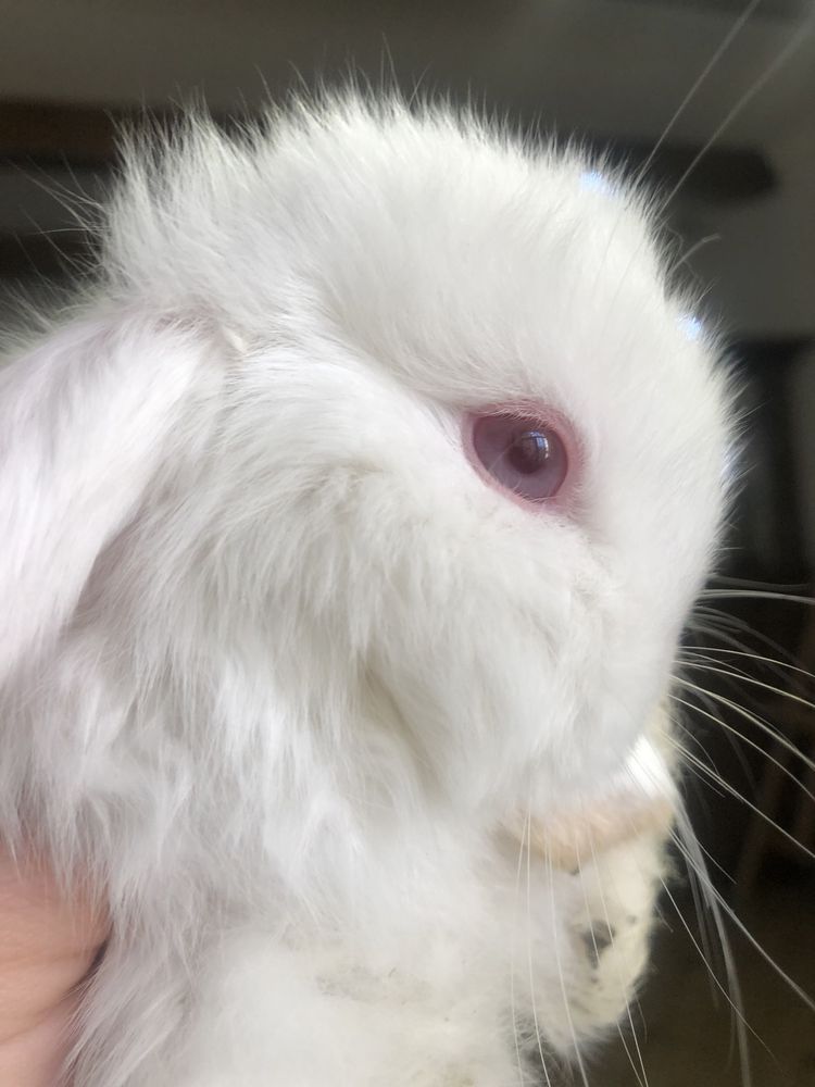 Декоративний кролик, Mini Lop , міні