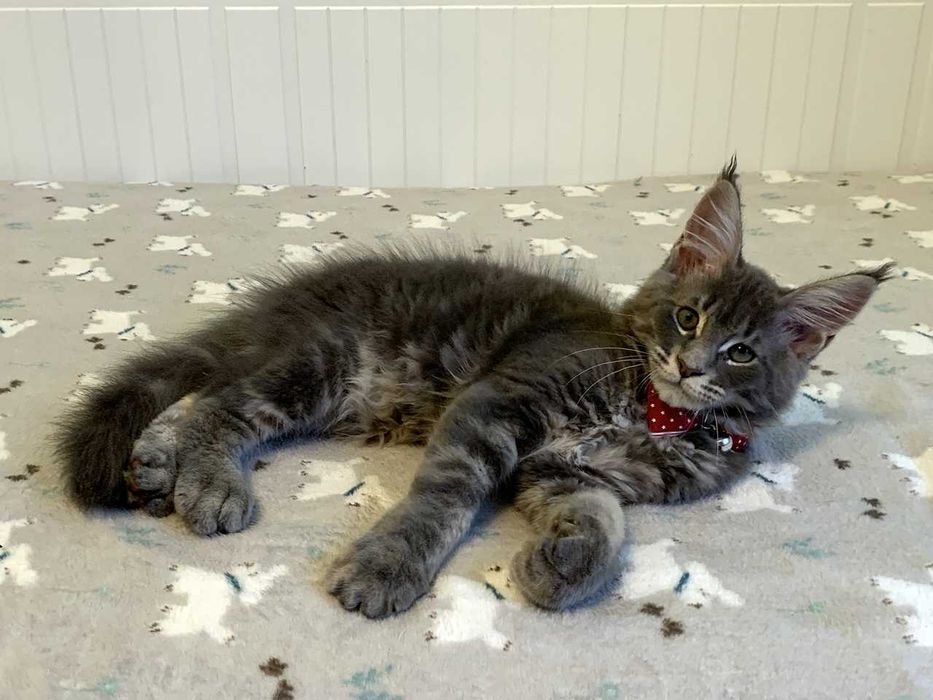 Zarezerwowany – niebieski - kocur Maine Coon FPL – Wrocław