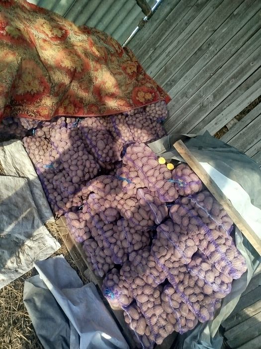 Двухрядна картоплекопалка