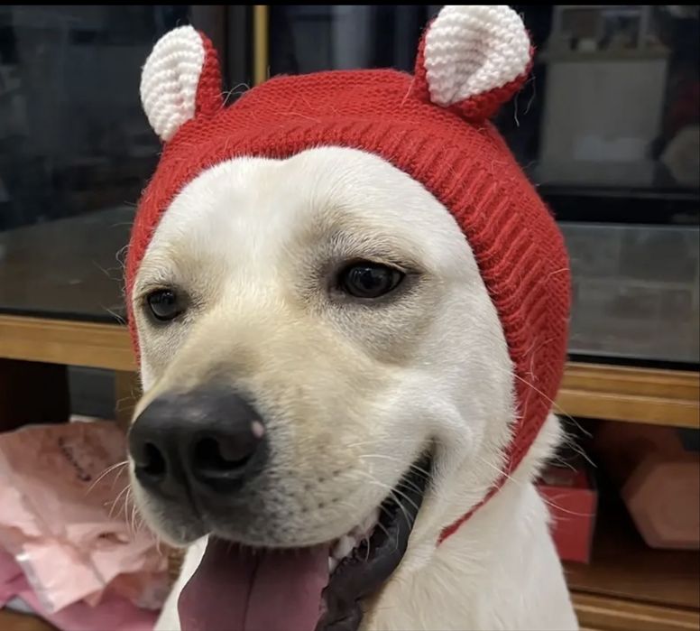 Шапка зимова для собаки