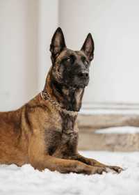 Suczka  szczenię Owczarek Belgijski Malinois