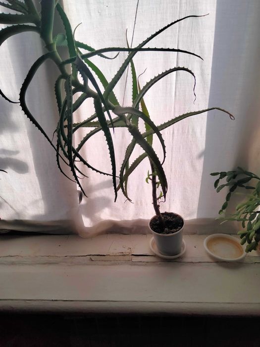 Квіти алое Вера.