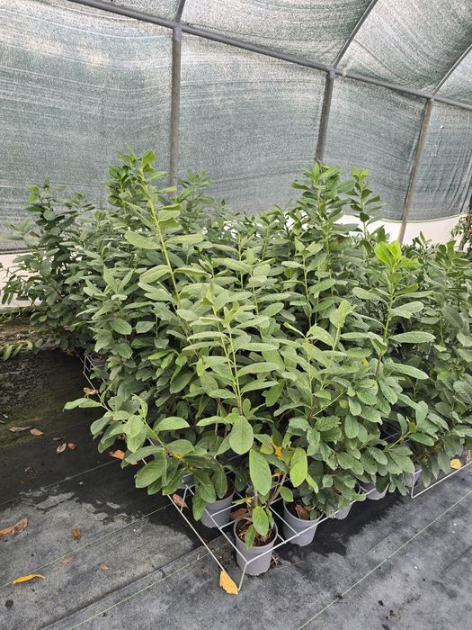 Laurowisnia Novita, Etna ,Otto  Luyken
Zapraszamy 
Zawichost ul.Trojca