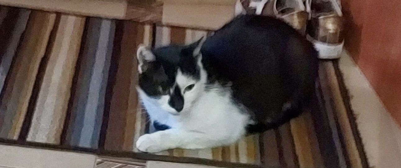 Młoda kotunia do adopcji / Żory