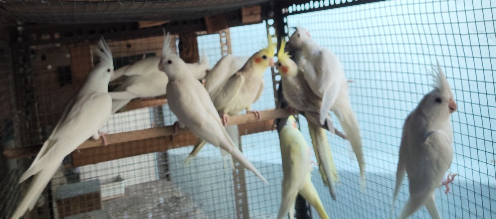 Caturras várias mutações