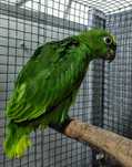 Papagaios Amazonas Ochrocephala 2025 - Criados á mão