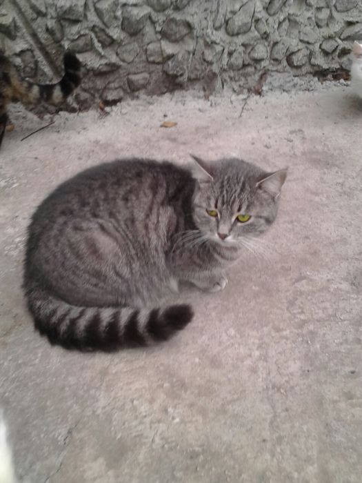 Кошечка, 1.2 мес., стерильная