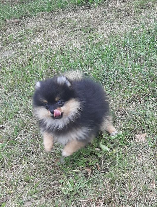 ONA szpic miniaturowy pomeranian