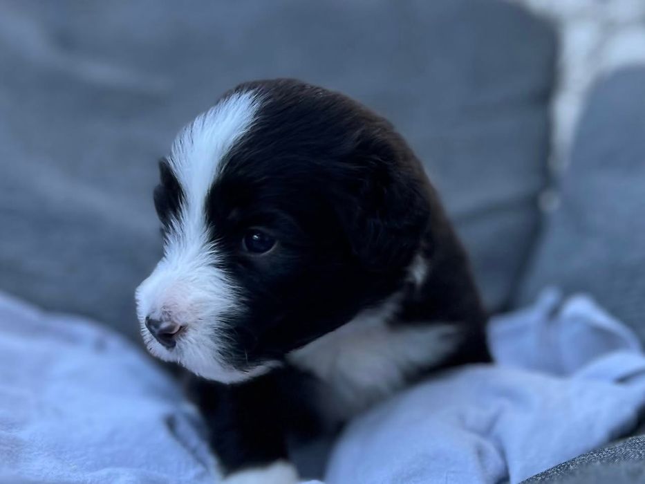 Bearded Collie FCI - suczka