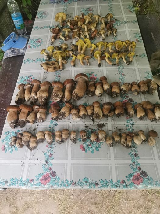 Будинок дача с Гвоздев СТ Фізик Обухівський район