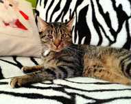1,5 roczny Pako poleca się do adopcji.