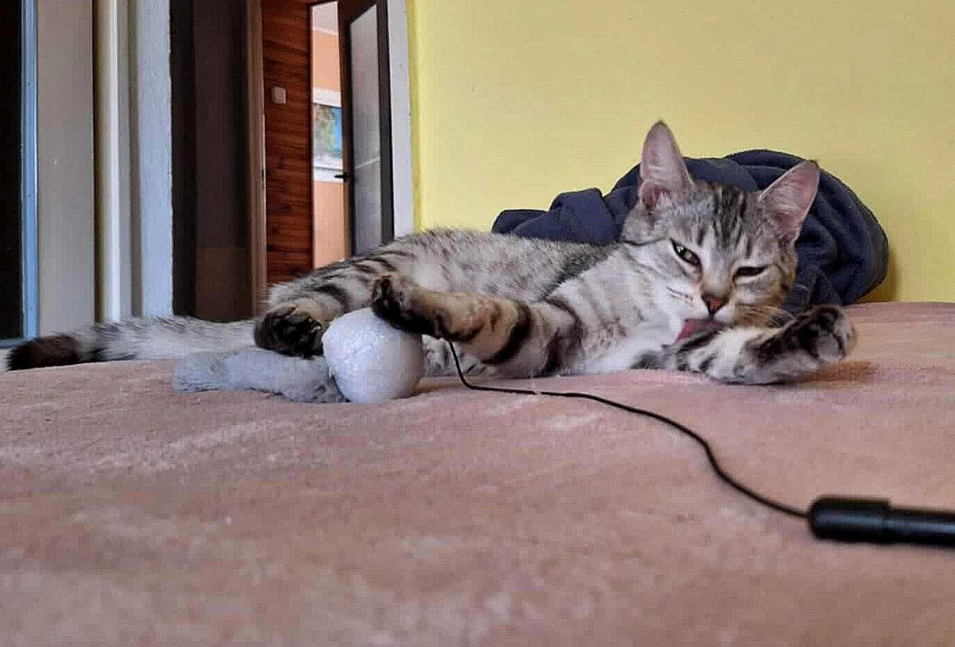 Srebrna,młodziutka,delikatna kotka,kociczka do spokojnego domu.ADOPCJA