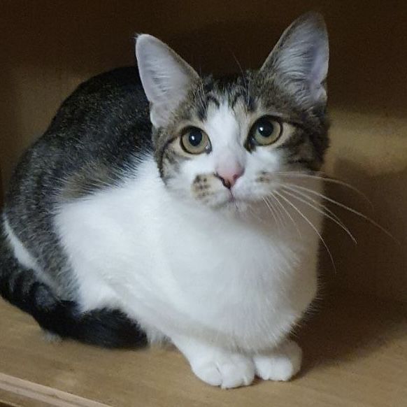 Чудо киця чекає на вас