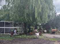 Sprzedam kozy anglonubijska, miniatury